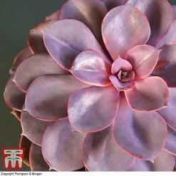 Echeveria 'Purple Pearl' - Shine Like A Pearl -plant ECHE KB3784 C