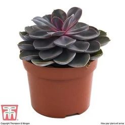 Echeveria 'Purple Pearl' - Shine Like A Pearl -plant ECHE KB3784 D