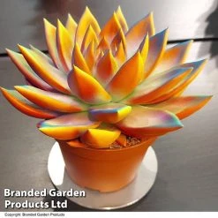 Echeveria 'Miranda Chameleon' 12 Echeveria 'Miranda Chameleon' -plant ECHE CHAMELEON T48348