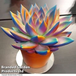 Echeveria 'Miranda Chameleon' 15 Echeveria 'Miranda Chameleon' -plant ECHE CHAMELEON T48351