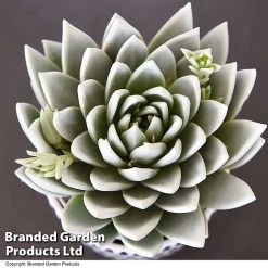Echeveria 'Miranda Glow In The Dark' -plant ECHE GLOWDARK T49086