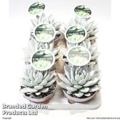 Echeveria 'Miranda Glow In The Dark' -plant ECHE MIRAN12CM S48425