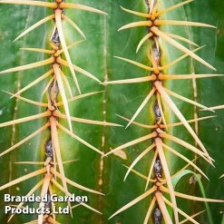 Echinocactus Grusonii -plant ECHI GRUSONII W46825