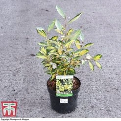 Elaeagnus X Ebbingei 'Eleador' 8 Elaeagnus X Ebbingei 'Eleador' -plant ELAE 3110 A