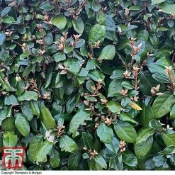 Elaeagnus Ebbingei -plant ELAE T58186 C