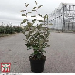 Elaeagnus Ebbingei -plant ELAE T58186 D