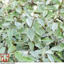 Elaeagnus Ebbingei -plant ELAE T58186 D1