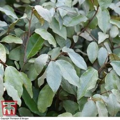 Elaeagnus Ebbingei -plant ELAE T58186 E