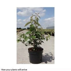 Elaeagnus X Ebbingei 'Clone' -plant ELAE T66208 A h