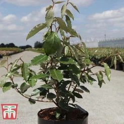 Elaeagnus X Ebbingei 'Clone' -plant ELAE T66208 B1