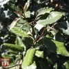 Elaeagnus X Ebbingei 'Clone'