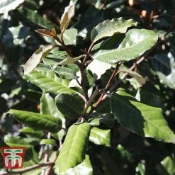 Elaeagnus X Ebbingei 'Clone'