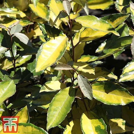 Elaeagnus X Ebbingei 'Eleador' 1 Elaeagnus X Ebbingei 'Eleador'