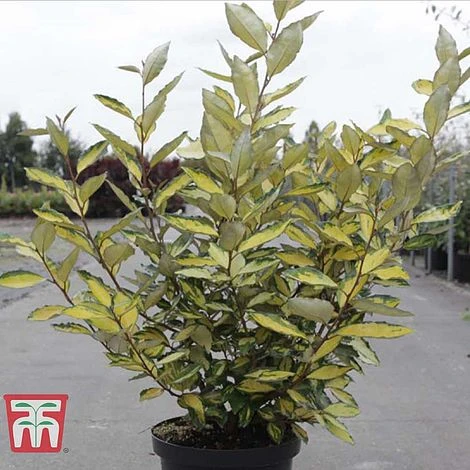 Elaeagnus X Ebbingei 'Eleador' 2 Elaeagnus X Ebbingei 'Eleador' - Image 2