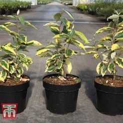 Elaeagnus X Submacrophylla 'Gilt Edge' -plant ELAE TKA3114 A