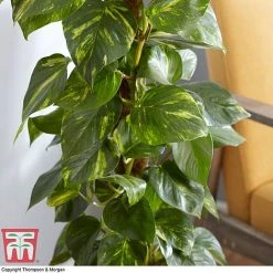Epipremnum Aureum 10 Epipremnum Aureum -plant EPIP TKA2906 AC