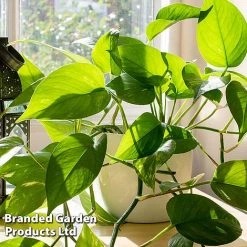 De-humidifying House Plant Collection -plant EPIP AUREUM W35454