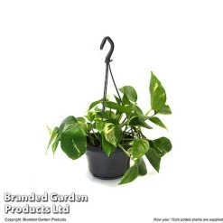 Epipremnum Mixed 11 Epipremnum Mixed -plant EPIP MIXED15CM T48064