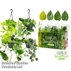 Epipremnum Mixed 13 Epipremnum Mixed -plant EPIP MIXED15CM WKC8847 B