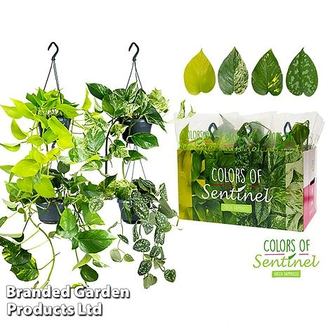 Epipremnum Mixed 7 Epipremnum Mixed - Image 7