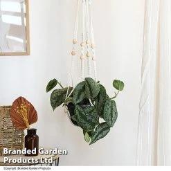 Epipremnum Mixed 9 Epipremnum Mixed -plant EPIP MIXED T48069