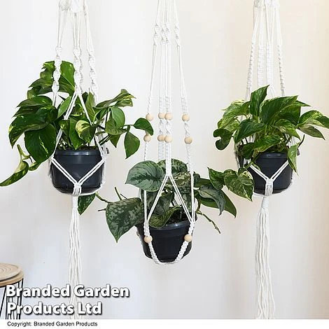 Epipremnum Mixed 1 Epipremnum Mixed