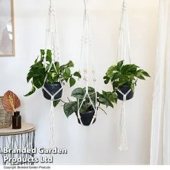 Epipremnum Mixed 10 Epipremnum Mixed -plant EPIP MIXED T48072