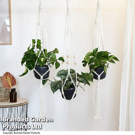 Epipremnum Mixed 4 Epipremnum Mixed - Image 4