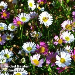 Erigeron Karvinskianus