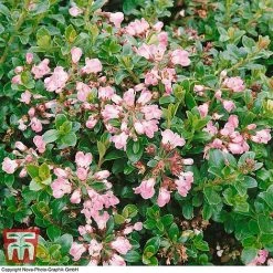 Escallonia 'Apple Blossom' -plant ESCA T58238 A