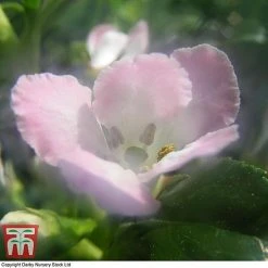 Escallonia 'Apple Blossom' -plant ESCA T58238 B
