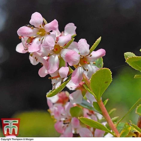 Escallonia 'Donard Seedling' 1 Escallonia 'Donard Seedling'