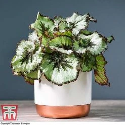 Begonia Rex Trio - Gift -plant ESCA WKB4887 A11