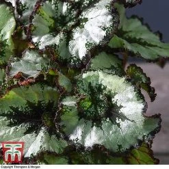 Begonia Rex Trio - Gift -plant ESCA WKB4887 B11