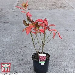 Euonymus Europaeus 'Red Cascade' -plant EUON 58190 A