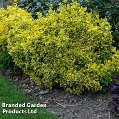 Evergreen Patio Shrub Collection -plant EUON EMERALDGO W31756