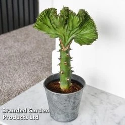 Euphorbia Lactea 'Cristata' -plant EUPH LACTE10CM D