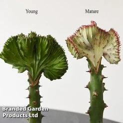 Euphorbia Lactea 'Cristata' -plant EUPH LACTE10CM E