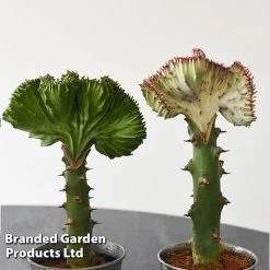 Euphorbia Lactea 'Cristata' -plant EUPH LACTE10CM F