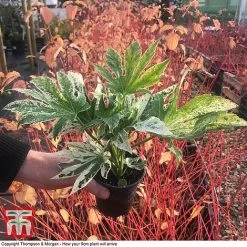 Fatsia Japonica 'Spiders Web' -plant FATS KB0814 D