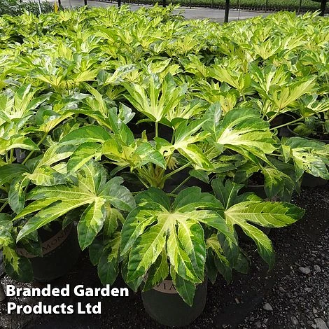 Fatsia Duo 2 Fatsia Duo - Image 2