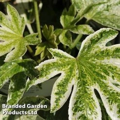 Fatsia Japonica 'Spiders Web' -plant FATS SPIDERWEB L24505