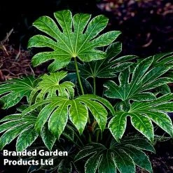Fatsia Japonica 'Spiders Web' -plant FATS SPIDERWEB L27144