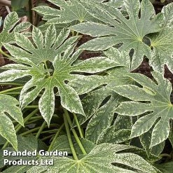 Fatsia Japonica 'Spiders Web' -plant FATS SPIDERWEB L27145