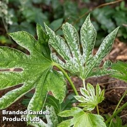 Fatsia Japonica 'Spiders Web' -plant FATS SPIDERWEB L271461