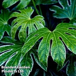 Fatsia Duo 7 Fatsia Duo -plant FATS SPIDERWEB L27147