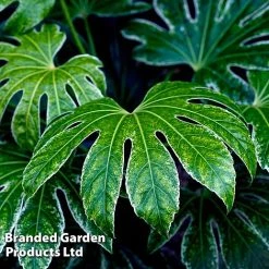 Fatsia Japonica 'Spiders Web' -plant FATS SPIDERWEB L271471