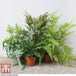 Fern Houseplant Mix