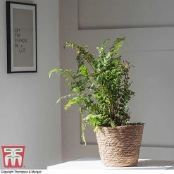 Fern Houseplant Mix -plant FERN TKA3000 G