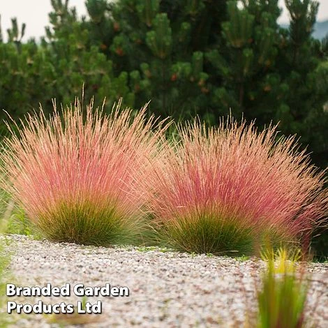 Festuca 'Sunrise' 1 Festuca 'Sunrise'
